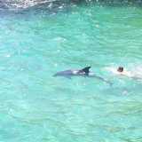 il delfino a Roca Vecchia, marina di Melendugno(LE). Foto di Antonio Nicoli
